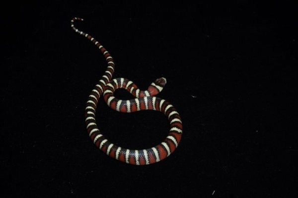 画像2: アリゾナマウンテンキングスネーク　 (2)