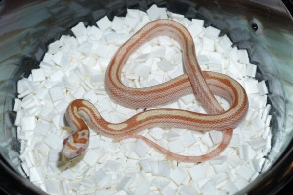 画像2: バターテッセラ　 (2)