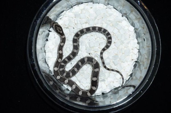 画像3: アネリhetスケールレス　♂ (3)