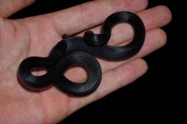 画像2: メキシカンブラックスネーク　♀ (2)
