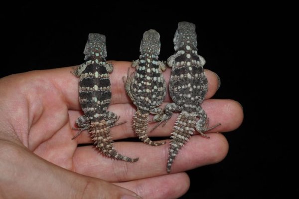 画像3: ユカタントゲオイグアナ　国内CB (3)