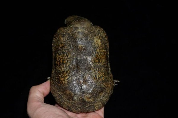 画像4: シウイオオアタマガメ　完売しました (4)