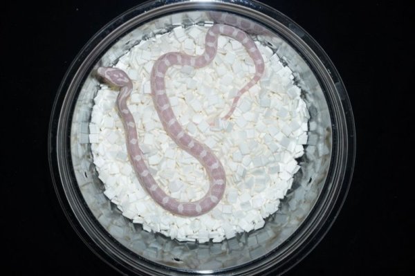 画像2: コーラルスノー　♀ (2)