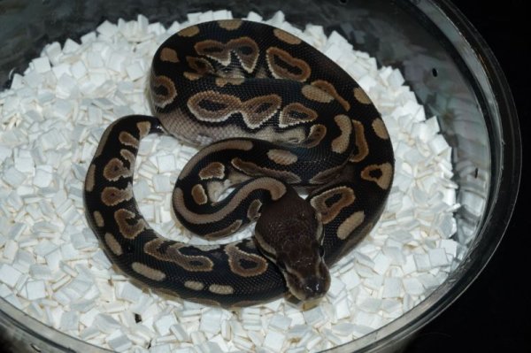 画像3: シナモン　♀ (3)