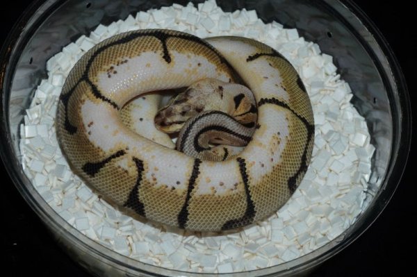 画像3: バンブルビー　♀ (3)