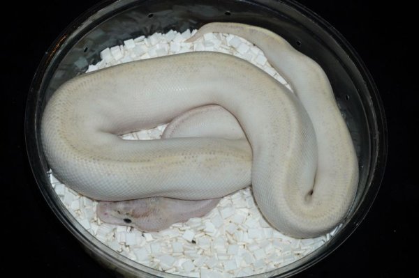 画像3: アイボリーキャリコファイア (3)