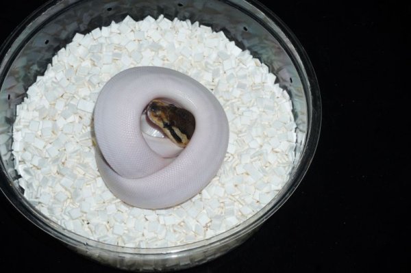 画像3: ピューターパイボール　♀ (3)