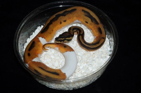 画像3: オレンジドリームパイボール　♂ (3)