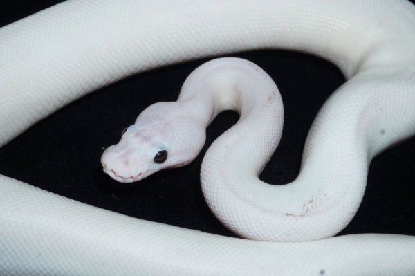 画像5: ホワイトウェディング　♂ (5)