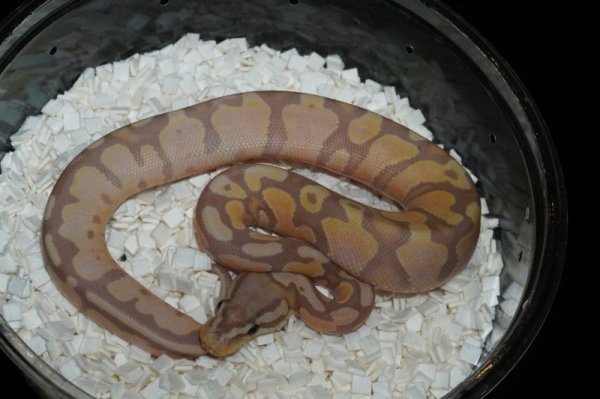 画像3: パステルバナナpossイエローベリーhetパイ　♂ (3)