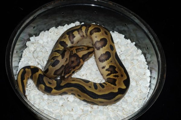 画像3: ファイアレオパードブレードhetクラウン　♀ (3)