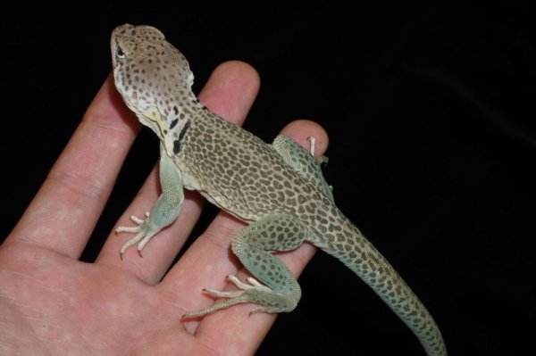 画像2: クビワトカゲ　ブルーパンサー (2)