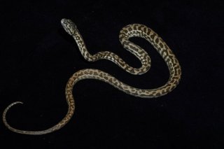 蛇ページ 大蛇；ダイジャ，蛇；ヘビ，鼠；ネズミ