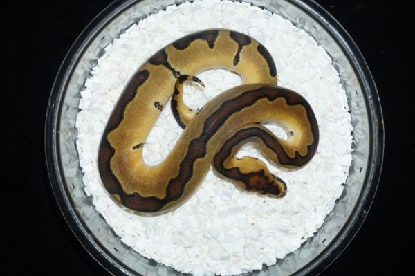 画像2: エンチクラウン　♂ (2)