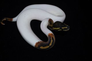 メル蛇 激レアな「双頭のヘビ」、ショップ店員から名前も贈られ生後7