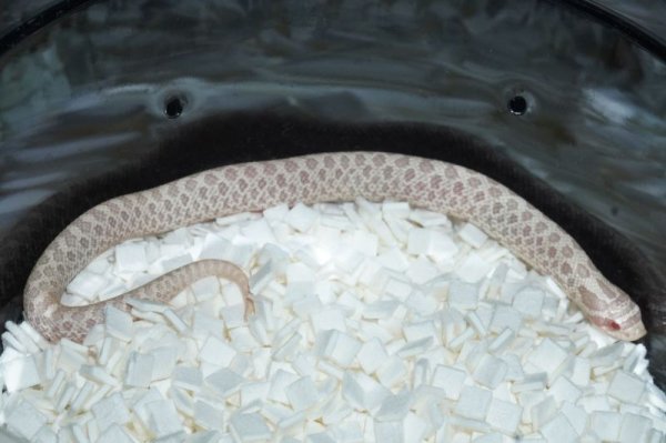 画像4: セイブシシバナヘビ　スノー　♀ (4)