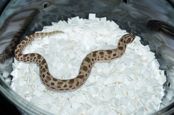 画像3: セイブシシバナヘビ　コンダhetアルビノ　♂ (3)