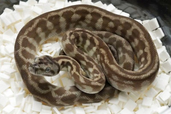 画像2: キャラメルアザン　♀ (2)