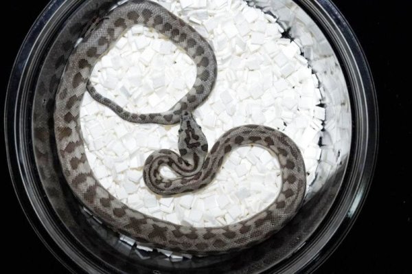 画像2: キャラメルアザンジャガー　♀ (2)