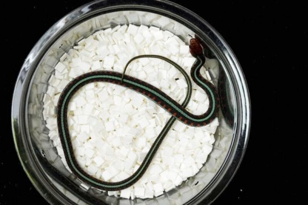 画像3: レッドサイドガータースネーク　ネオンライン (3)