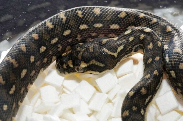 画像4: ダイヤモンドパイソン　♂ (4)
