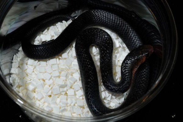画像2: トウブインディゴスネーク (2)