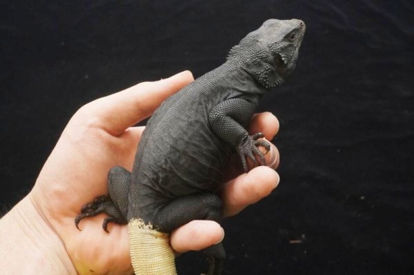 画像3: キタチャクワラ　 (3)