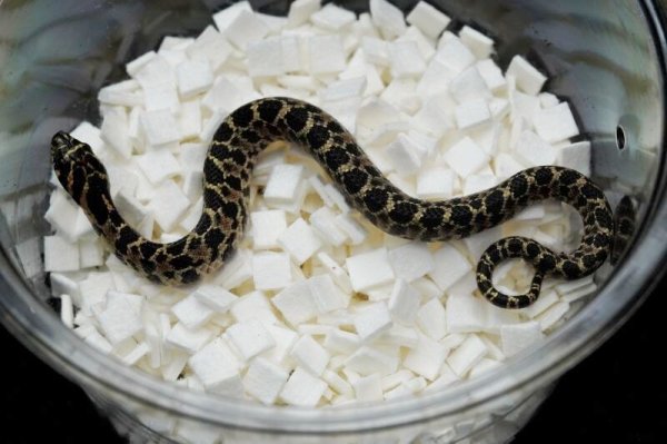 画像2: ナンブシシバナヘビ　ペア (2)