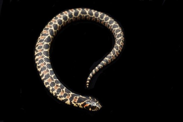 画像9: ナンブシシバナヘビ　ペア (9)