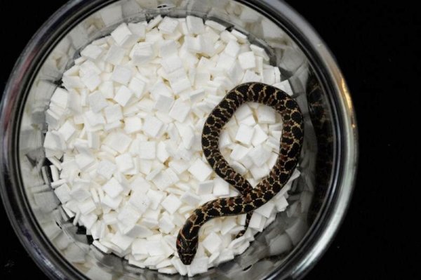 画像6: ナンブシシバナヘビ　ペア (6)