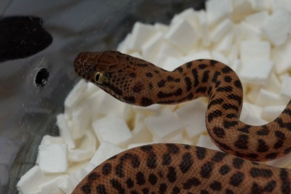 画像3: スティムソンパイソン　♂ (3)