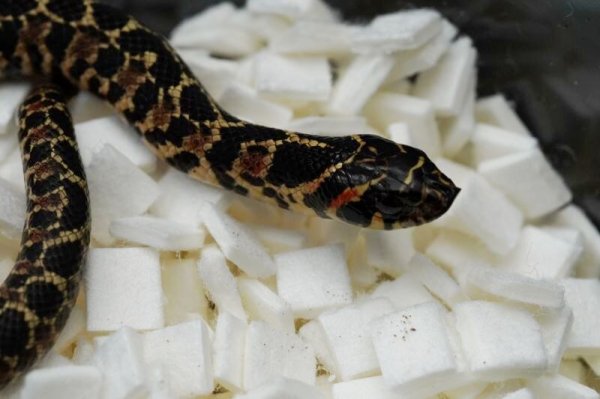 画像8: ナンブシシバナヘビ　ペア (8)