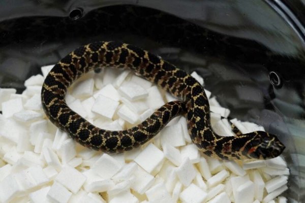 画像7: ナンブシシバナヘビ　ペア (7)