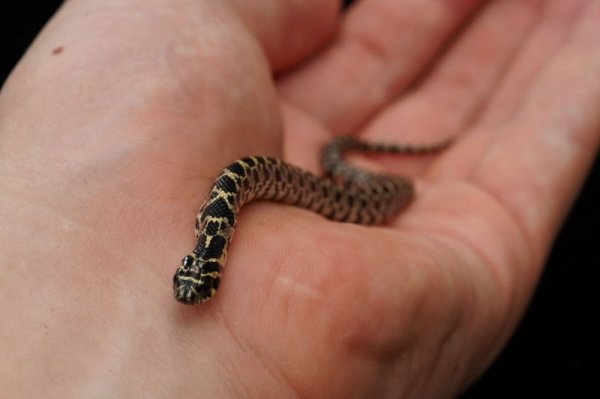 画像4: ナンブシシバナヘビ　ペア (4)