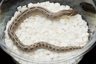 ガラガラヘビ様 90-1.jpg