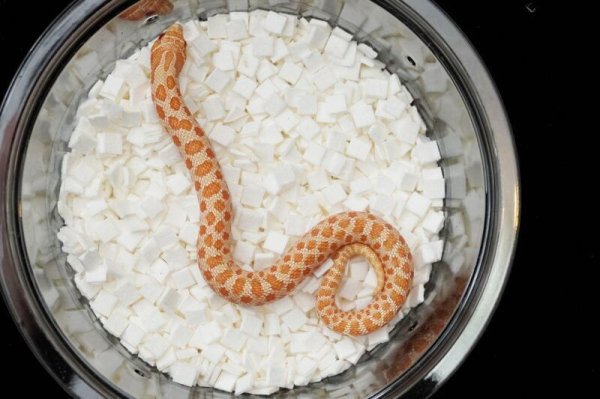 画像2: セイブシシバナヘビ　アルビノhetスノー　♂ (2)
