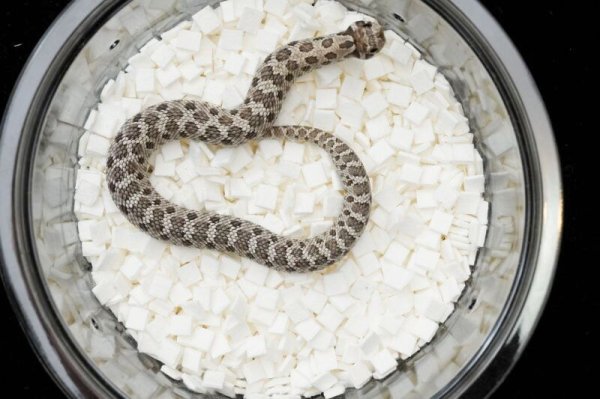 画像2: セイブシシバナヘビ　アザン　♀ (2)
