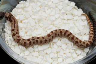 ガラガラヘビ様 90-1.jpg