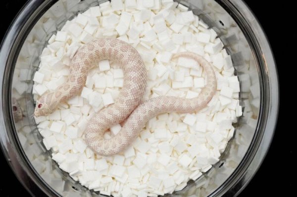 画像2: セイブシシバナヘビ　スノー　♂ (2)