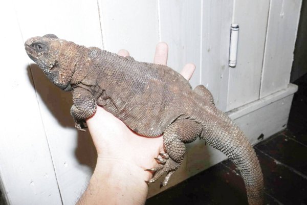 画像2: エンジェルアイランドチャクワラ　A個体 (2)