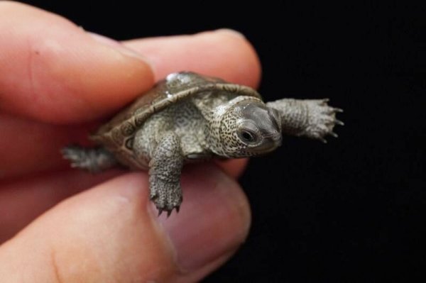 画像6: ノーザンダイヤモンドバックテラピン　A個体　美個体 (6)