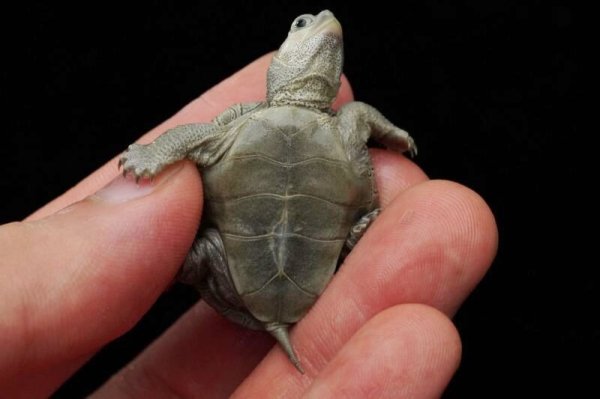 画像5: ノーザンダイヤモンドバックテラピン　C個体　美個体　完売しました (5)