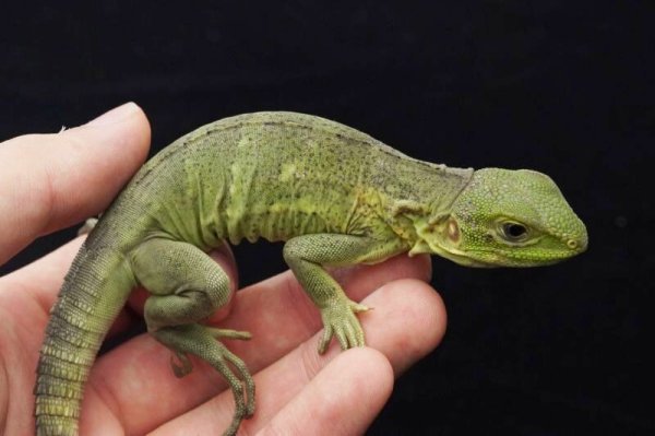 画像2: パンダパイドトゲオイグアナ (2)