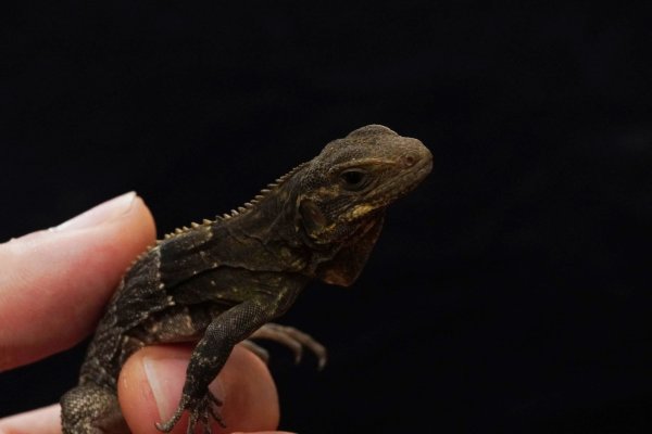 画像9: アグアントゲオイグアナ (9)