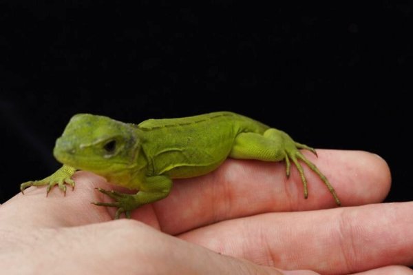 画像5: バナナスパイニーテールイグアナ　タイガー (5)