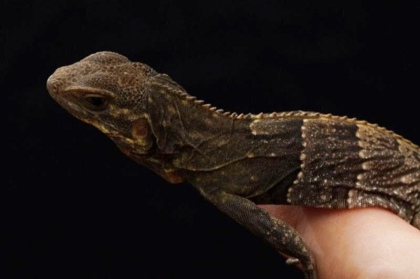 画像7: アグアントゲオイグアナ (7)