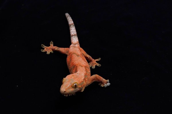 画像6: チャホア×クレステッドゲッコー　レッド　A個体 (6)