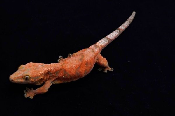 画像5: チャホア×クレステッドゲッコー　レッド　A個体 (5)