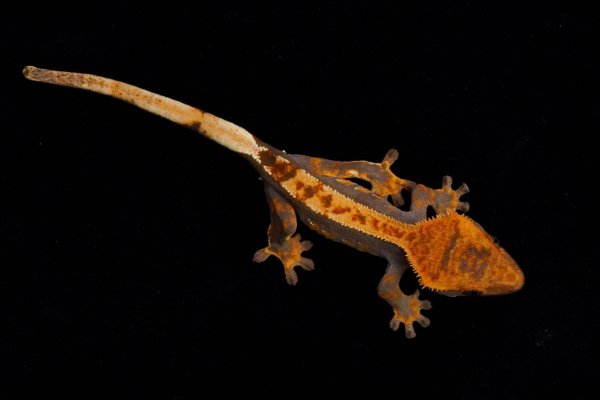 画像3: クレステッドゲッコー　ダークハーレクイン (3)