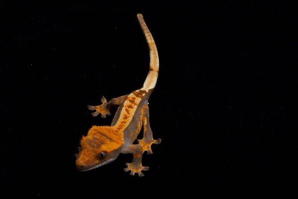 画像2: クレステッドゲッコー　ダークハーレクイン (2)